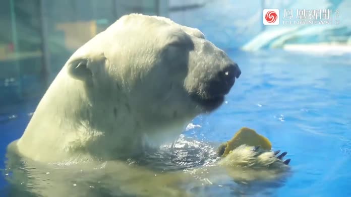 哈尔滨北极熊吃上巨型元宵