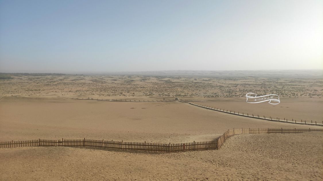 敦煌万亩防护林遭砍三代人努力毁于一旦带血的葡萄甜吗