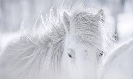 摄影师镜头下的蒙古马如此震撼!