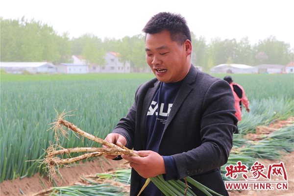 淮阳区齐老乡:"农"墨重彩添底色 吹响振兴"冲锋号" __凤凰网