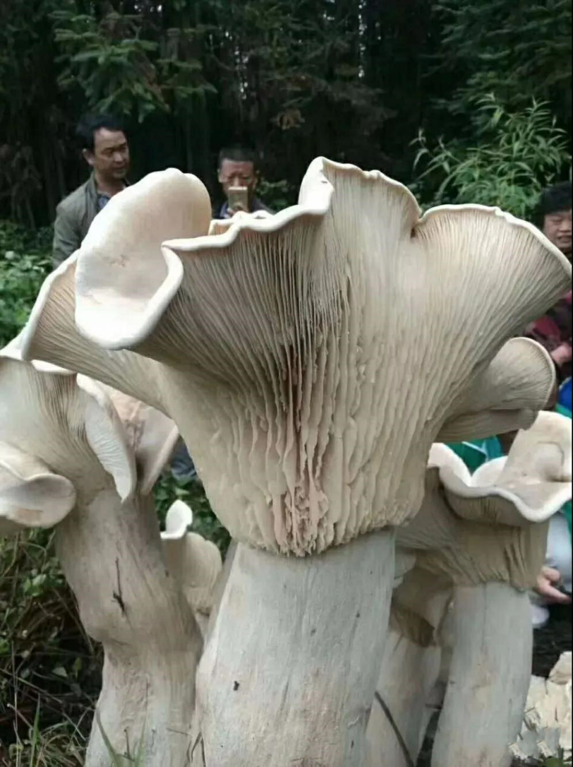 盘点云南历届菌王,谁才是你心目中的"巨无霸"!