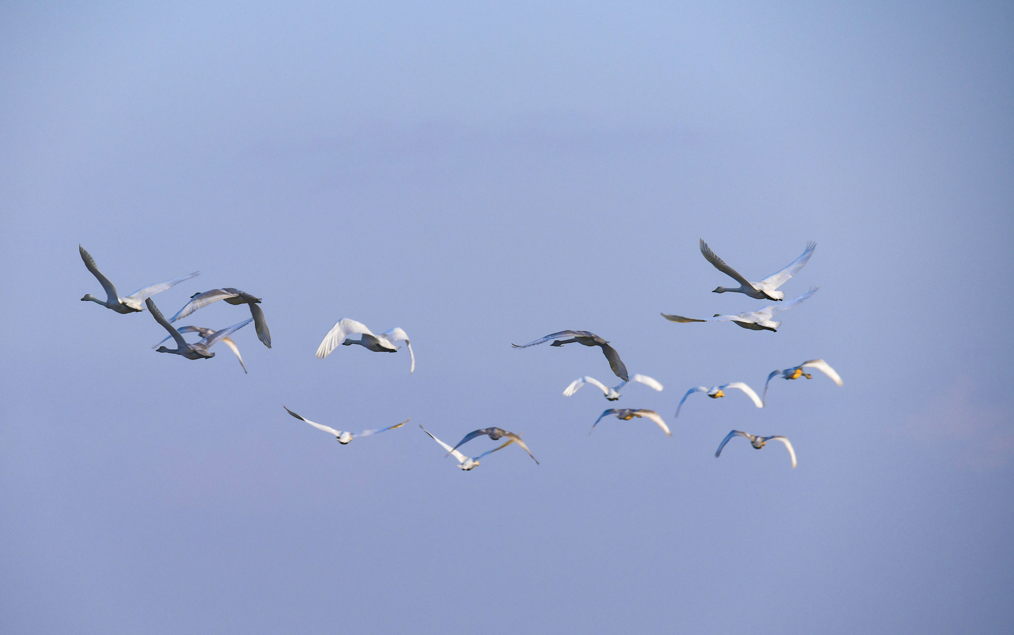 宁夏沙湖老友回归候鸟季如期而至