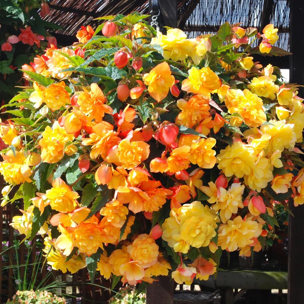 秋海棠盆栽养护问题解答,病虫害防护,不开花和新芽脱落解决方案