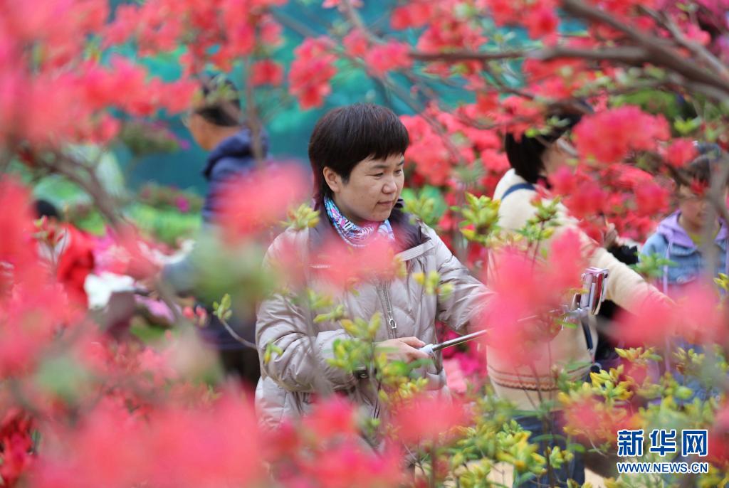 4月24日，游客在日照杜鹃花节上观赏杜鹃花。