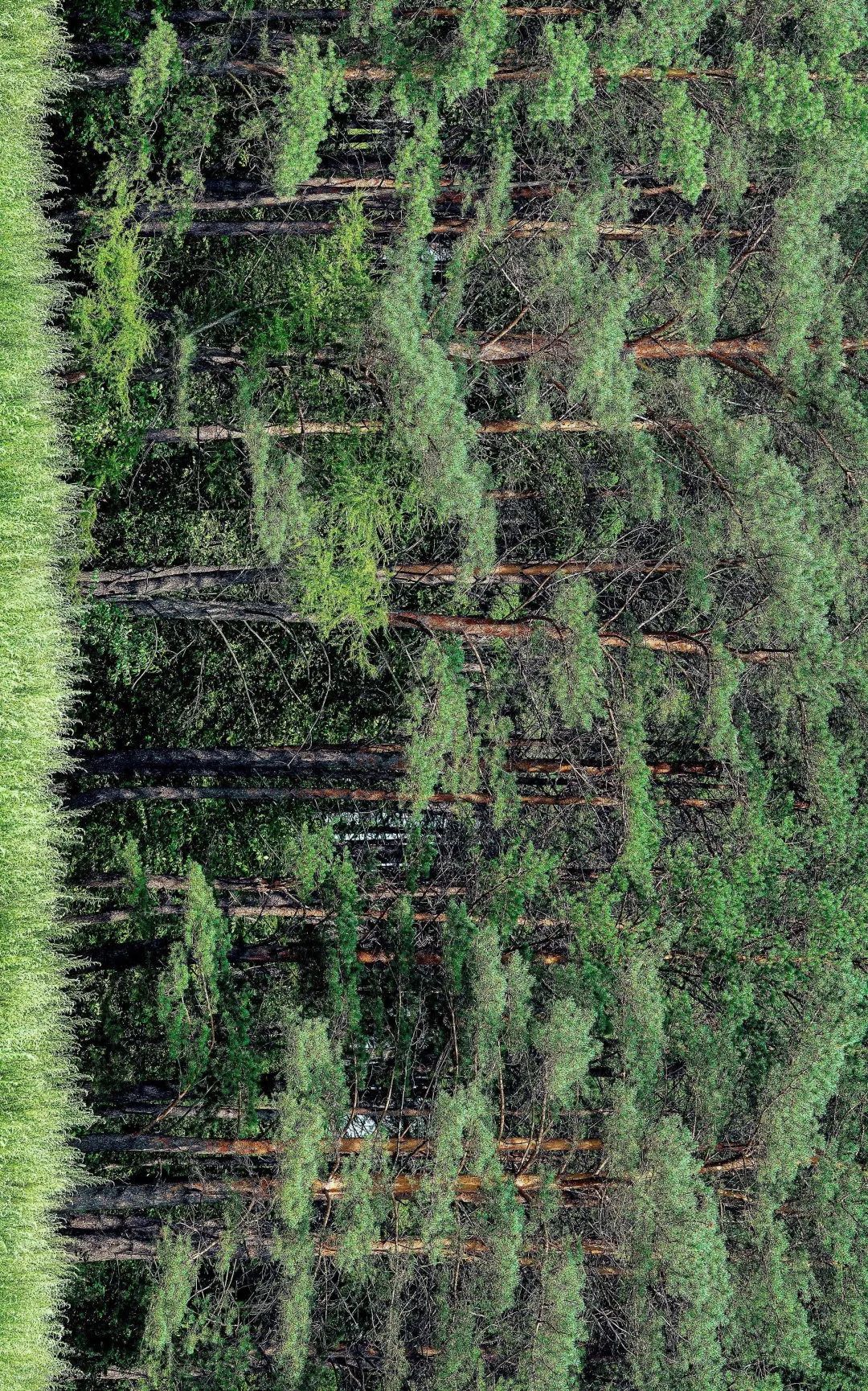 【摄影赏析】森林生态展新荣——中国著名摄影家冯凯文摄影作品欣赏