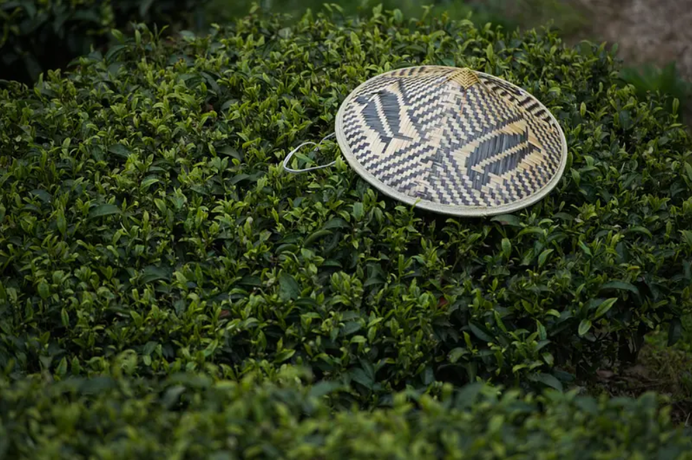 谁会拒绝这款穿越田园江湖的青箬笠呢?_凤凰网国学_凤凰网