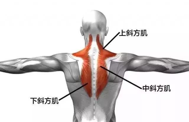 3,斜方肌变粗壮,还会同时伴随以下几个症状: (1)转脖子时,骨骼发出"咔