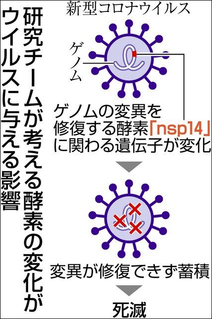 “nsp14”变异对病毒产生的影响 图自共同社