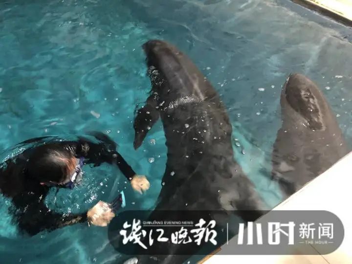 (海洋cms怎么样)台州海洋世界里的瓜头鲸怎么样了？不哭不闹但不肯吃饭……