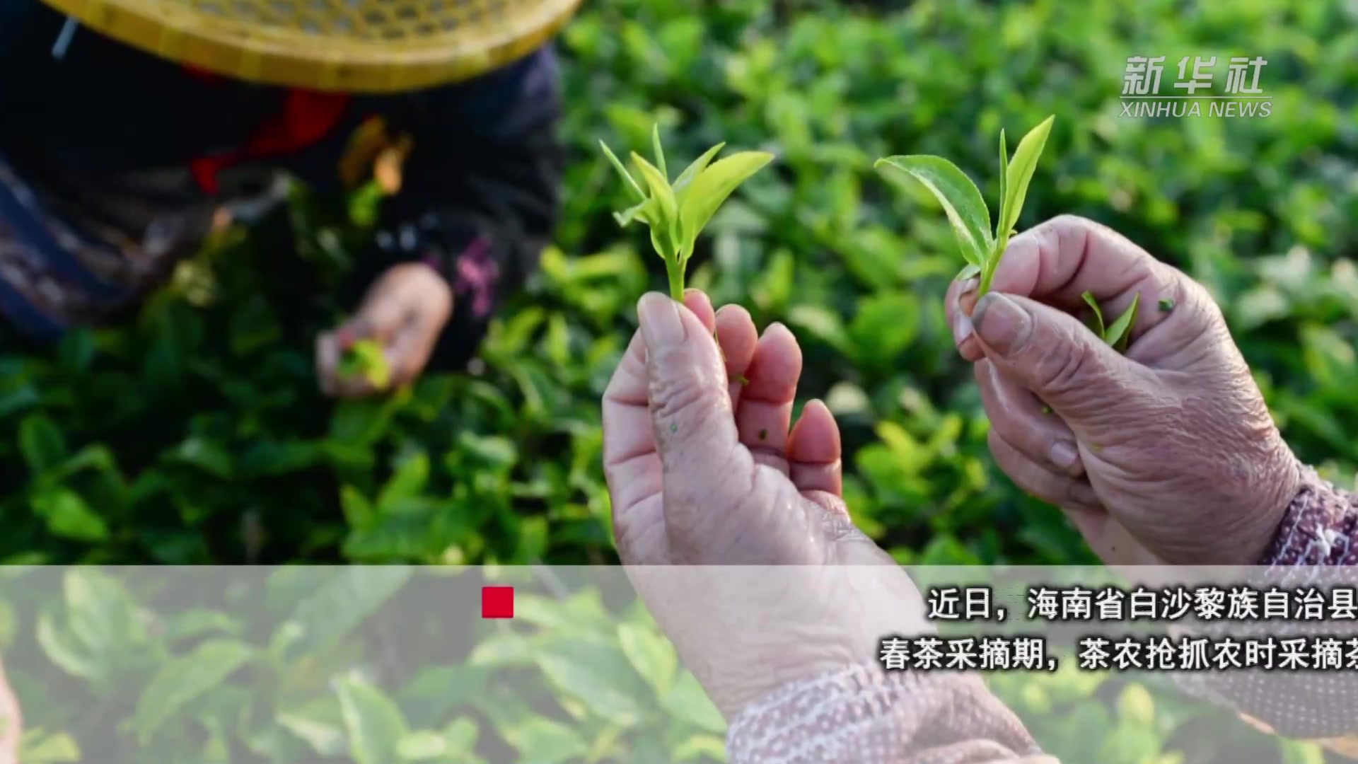 海南白沙:早春采茶忙