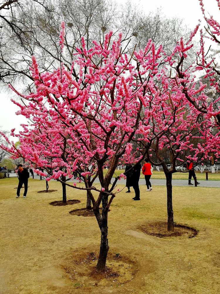 北京明城墙遗址公园沧桑巨变 赏梅记