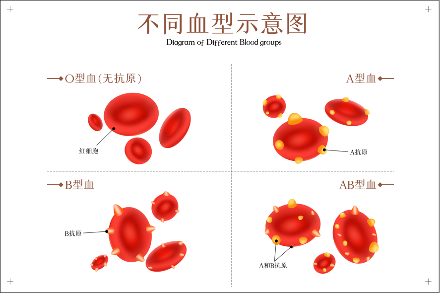 因人体日常就有少量红细胞生死更替,这种小范围的伤亡很快可被人体