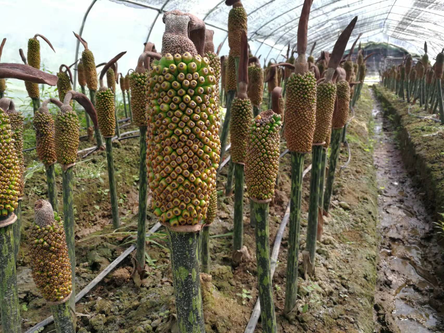 一家低调的珠芽魔芋种植户,可能突破年度最高产量