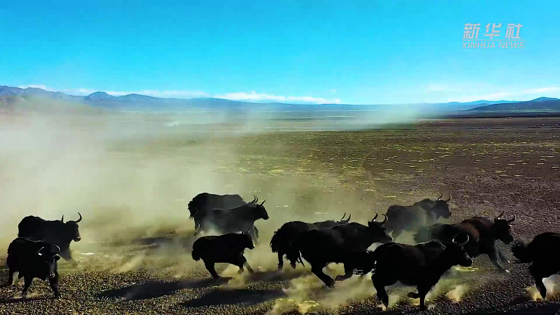 震撼数百头野牦牛组团越野