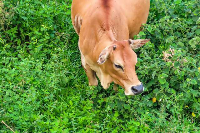 牛和人类的关系你知道嘛 凤凰网 牛和人类的关系你知道嘛 凤凰网