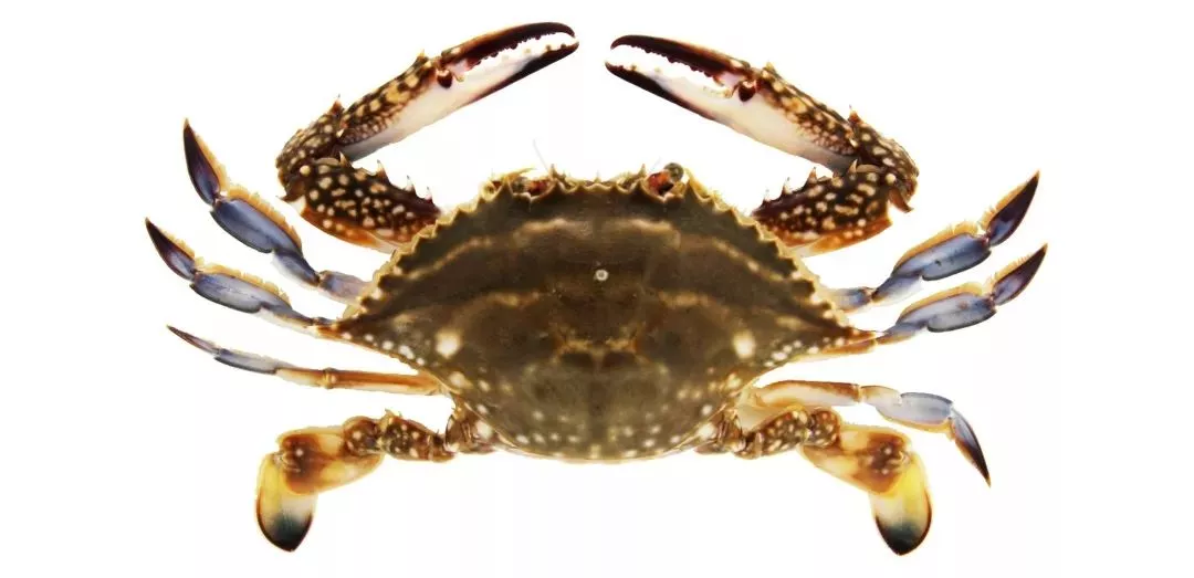 锈斑蟳