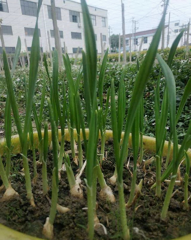 2,辣椒水 辣椒水辛辣刺激,人受不了,吃植物的昆虫也是.