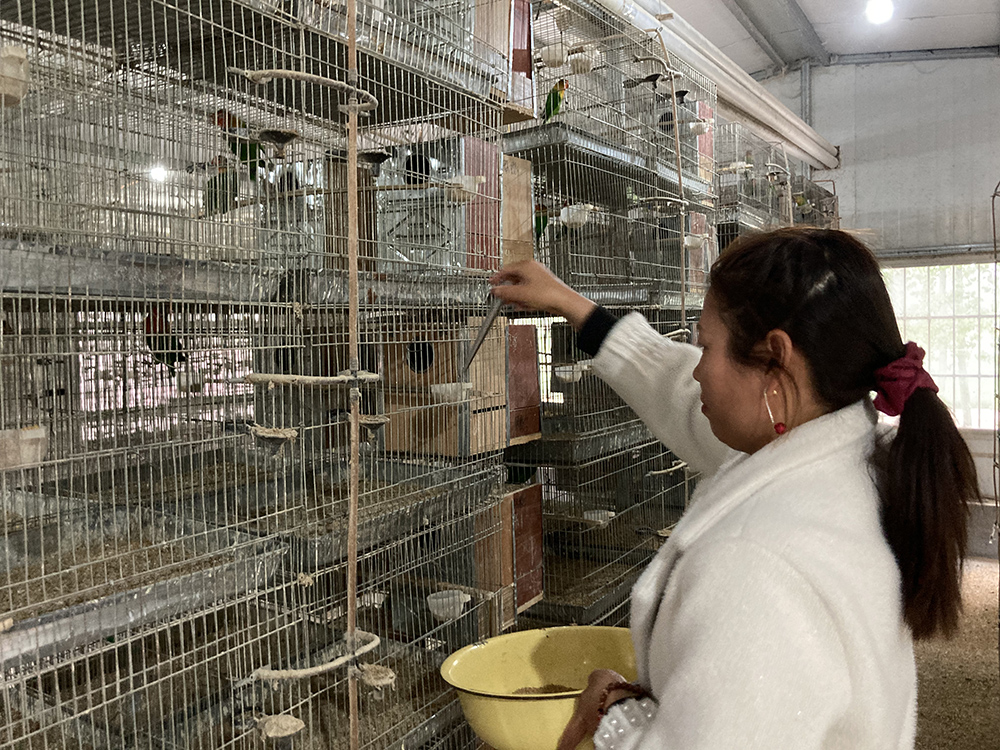 商丘鹦鹉养殖的"非法"困境:专标管理试点能赢来转机?