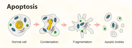 细胞凋亡过程图片