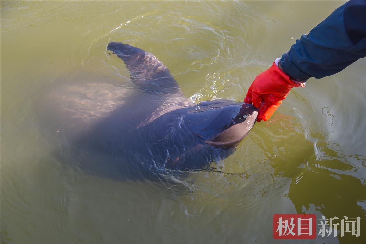 江豚守護者丁澤良從漁民到飼養員見證長江生態變遷