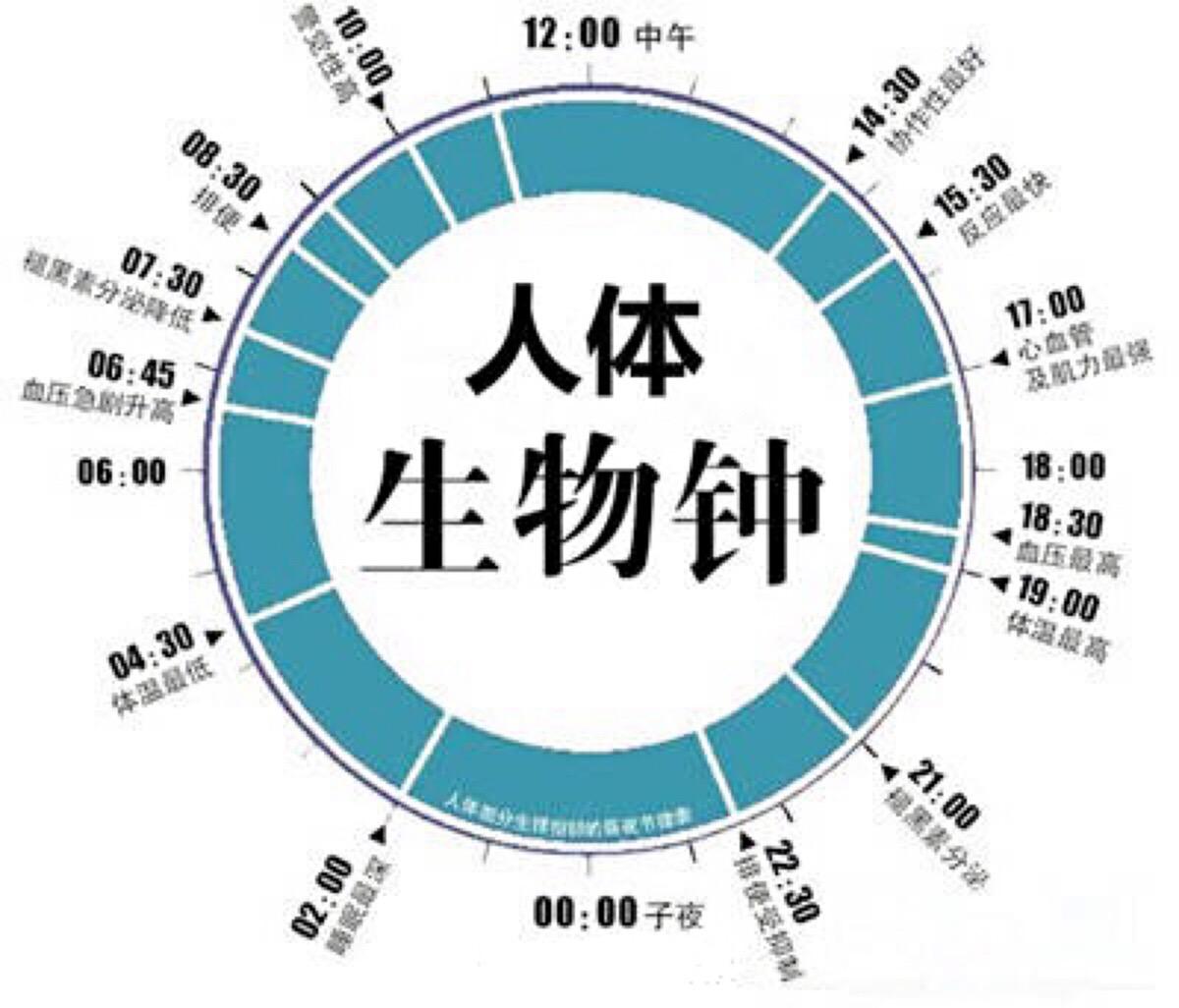 巨噬细胞受生物钟昼夜节律调控的机制被揭示