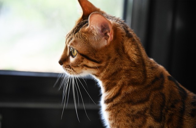 全幅微单都很贵?带你解一下佳能EOS RP