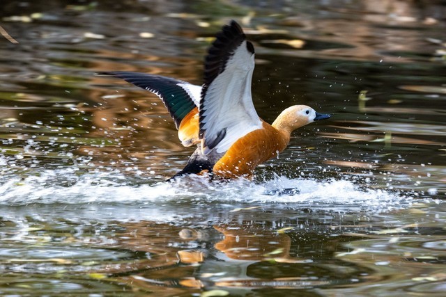 【有料评测】速度 精度 灵敏度 佳能EOS R3相机评测