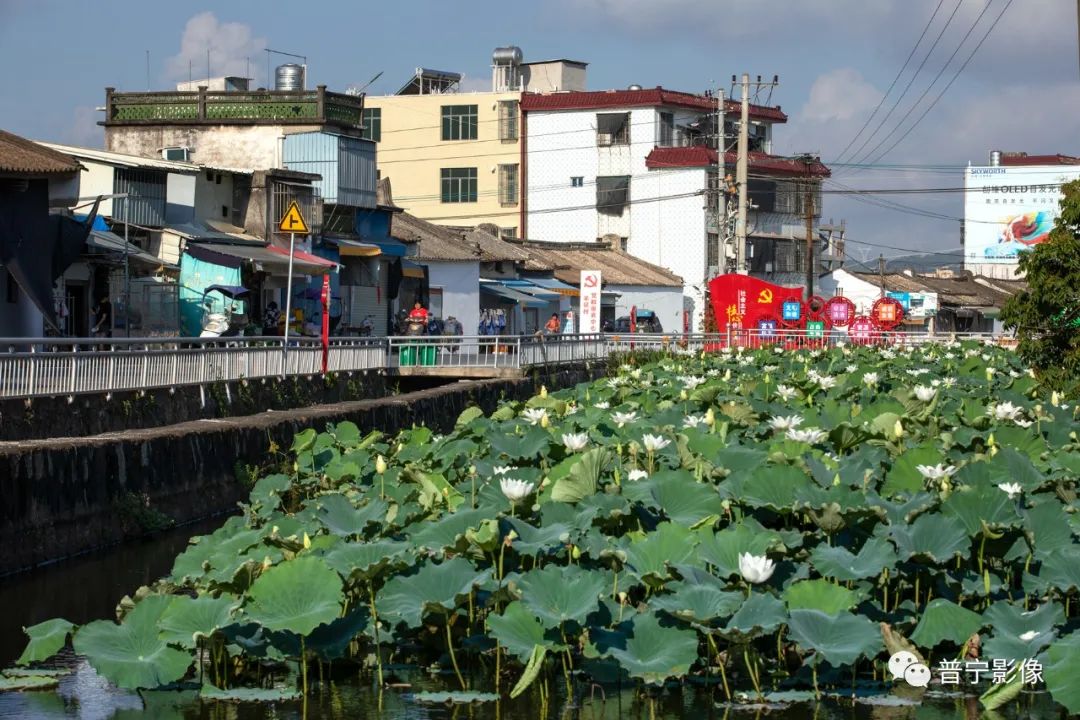 素蘤多蒙别艳欺,此花真合在瑶池.普宁市大坝镇半径村位于普宁市区西7.