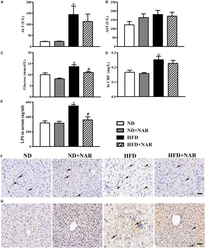 柚皮苷对高脂饮食诱导的小鼠非酒精性脂肪肝和肠道细菌失调的影响__凤凰网