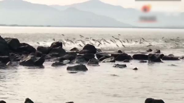深圳湾现“鱼群跳跃踏浪而舞”景观_凤凰网视频_凤凰网