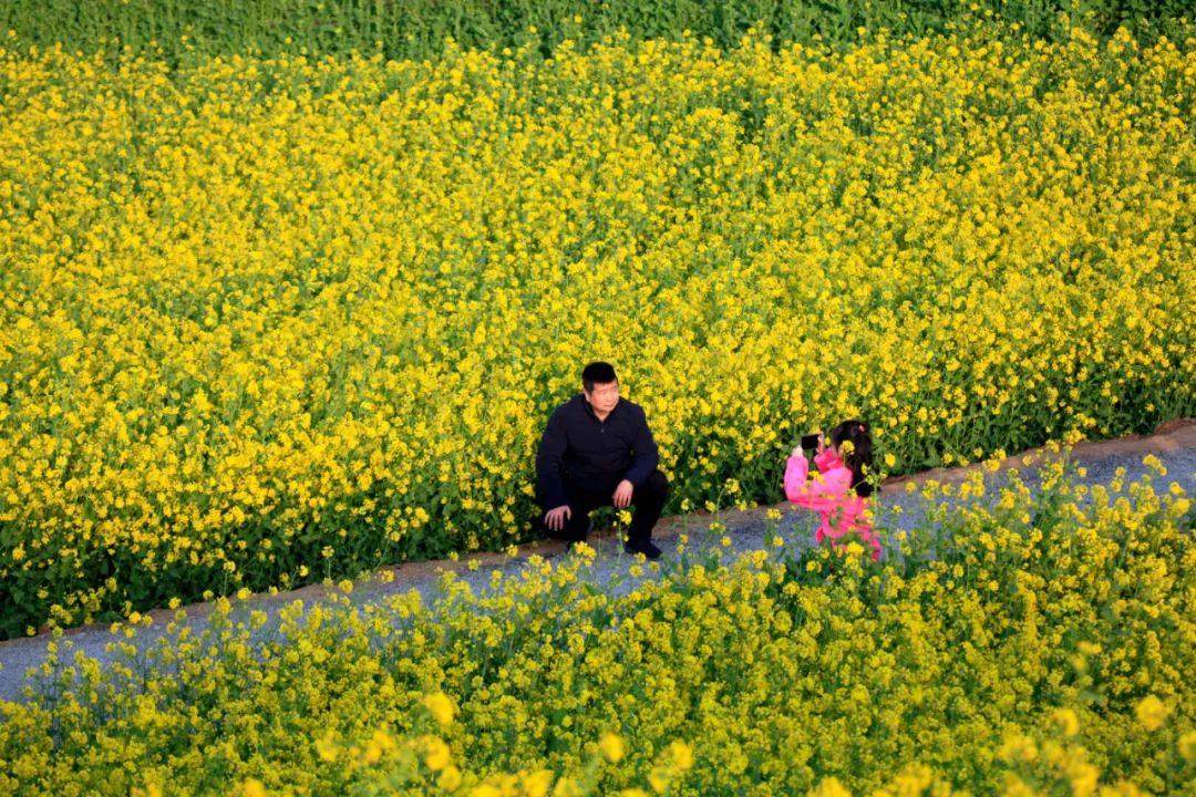 安平县杨屯村油菜花节图片