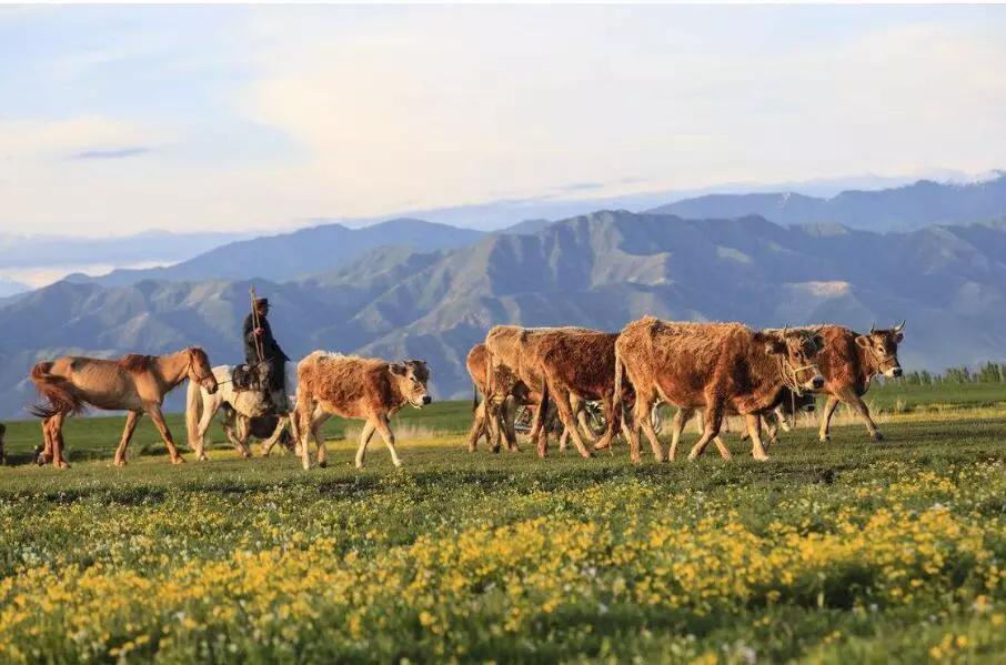 野腾心概念:卓西牧场带你一起去看"小塔公草原"的闲云牛马