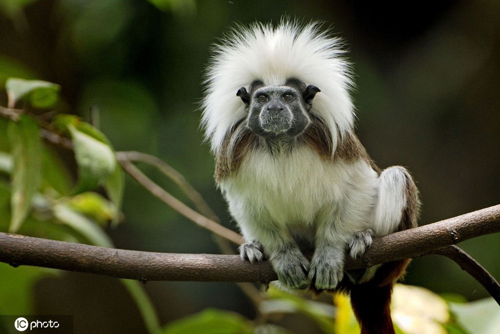 这一系列有趣滑稽的照片展示了小动物们各种奇特的发型,有甜美长发的