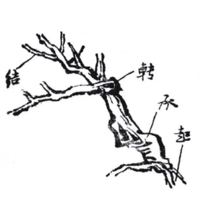 画一棵对也有起和结,如图20,树根为起,树干承,树梢为结.