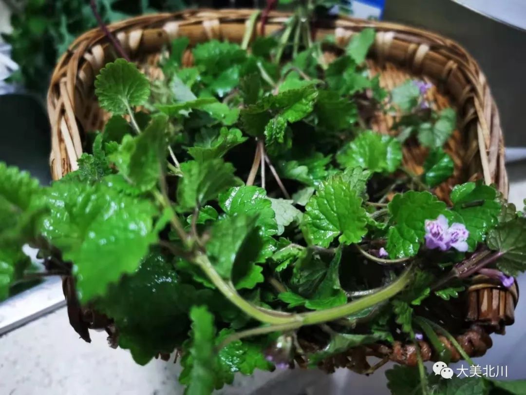 绵阳北川野菜任你摘,美味吃到你不想回家!