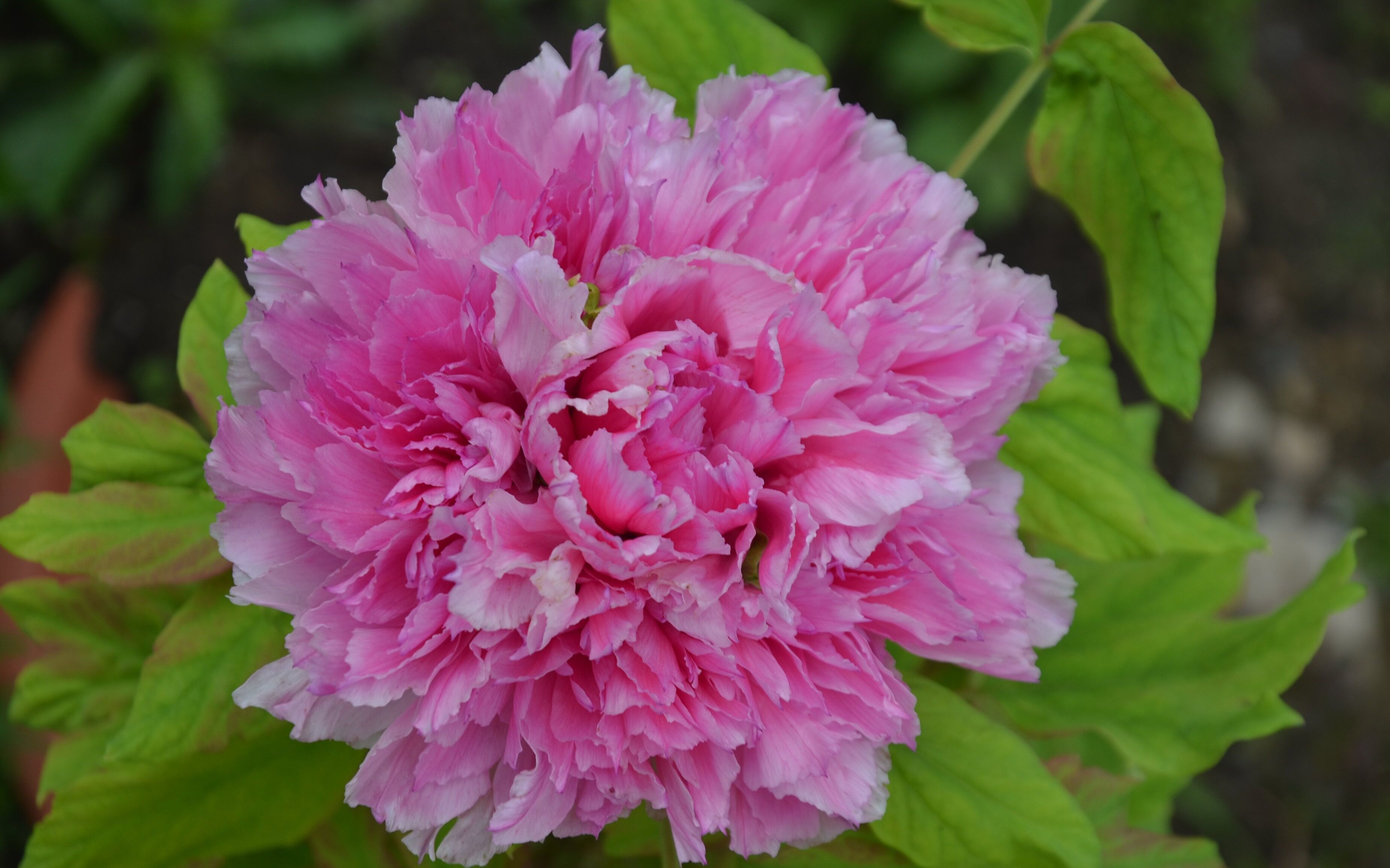 国庆看花 秋季也能看牡丹__凤凰网