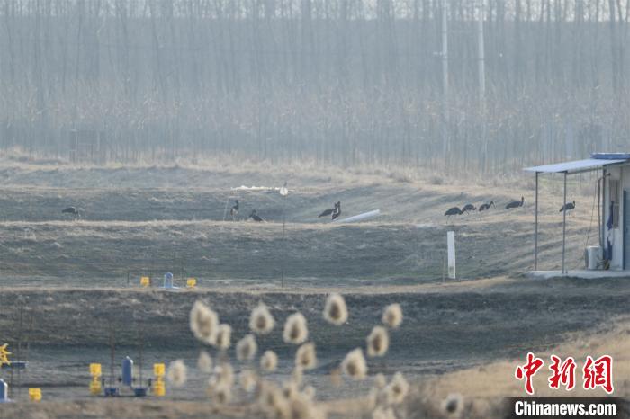 黑鹳是国家一级保护动物,全球仅存2000多只 郭浩 摄 近日,湖北潜江进行2021年越冬水鸟同步调查,该市首次迎来大种群数量黑鹳来此越冬。据了解,黑鹳是国家一级保护动物,全球仅存2000多只,被列入《濒危野生动植物种国际贸易公约》。此次潜江共观测记录黑鹳32只,成为当地黑鹳数量新记录。 【编辑:李霈韵】