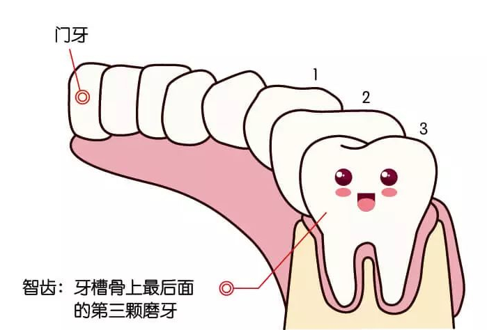 在醫學上,智齒又叫第三磨牙,俗稱立事牙,盡頭牙,是從兩顆門牙的牙縫