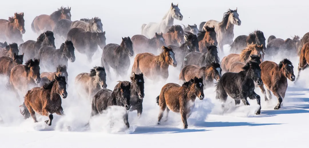 美丽新疆——伊犁马__凤凰网