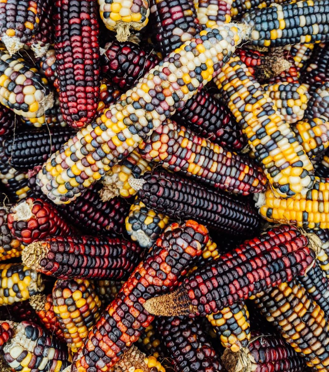 美国农夫培养出“玻璃宝石玉米”，颜值太能打了_授粉