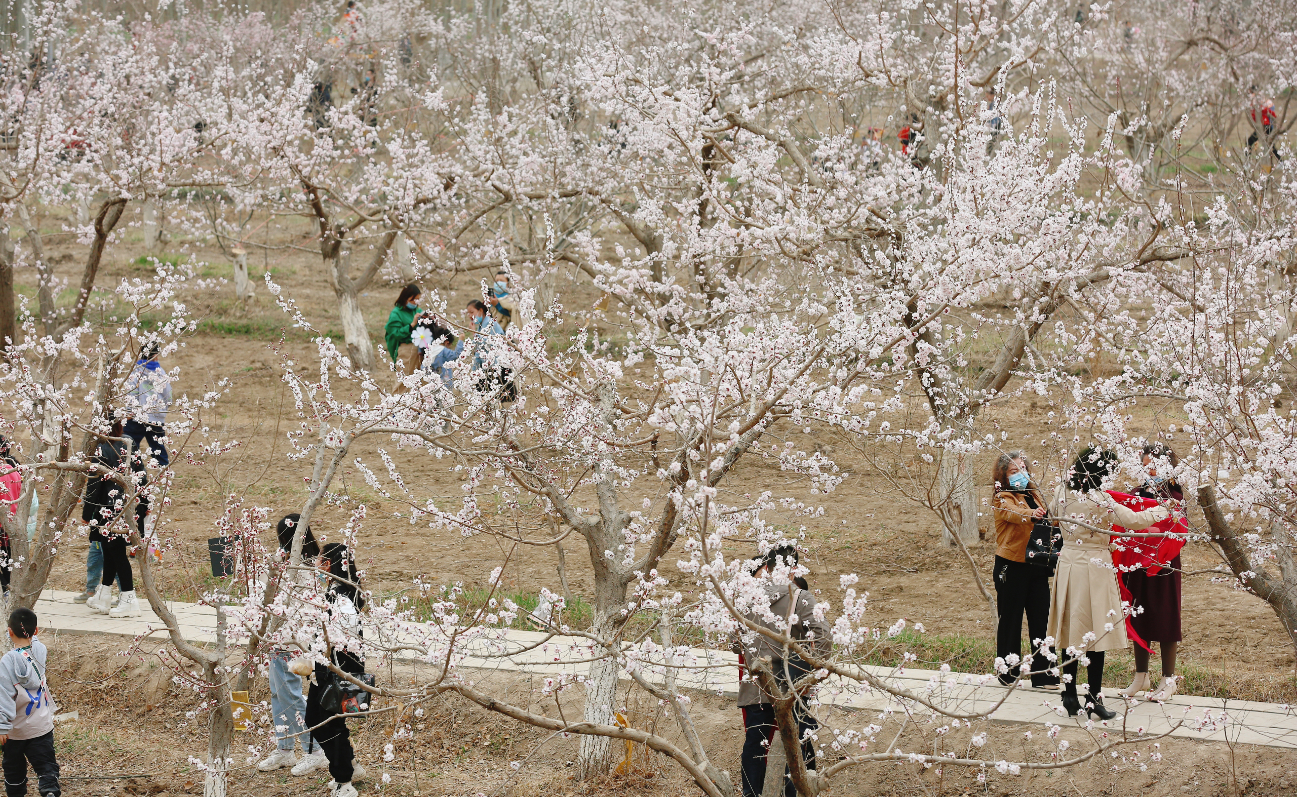 丰富人民群众精神文化生活,2021年3月27日,轮台县"杏花开了"赏花季