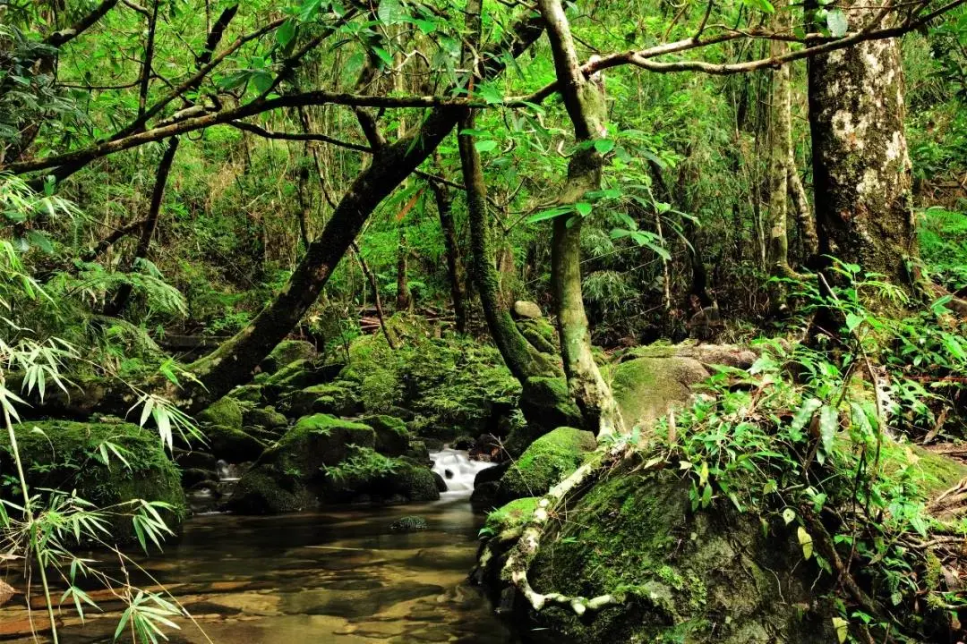 沿著盤山公路而行,一路欣賞美景,享受雨林裡的清新氧氣,體驗大自然的