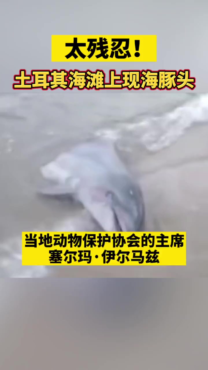 太残忍！土耳其海滩上现海豚头，疑似是渔民怕损坏渔网割下！#海豚