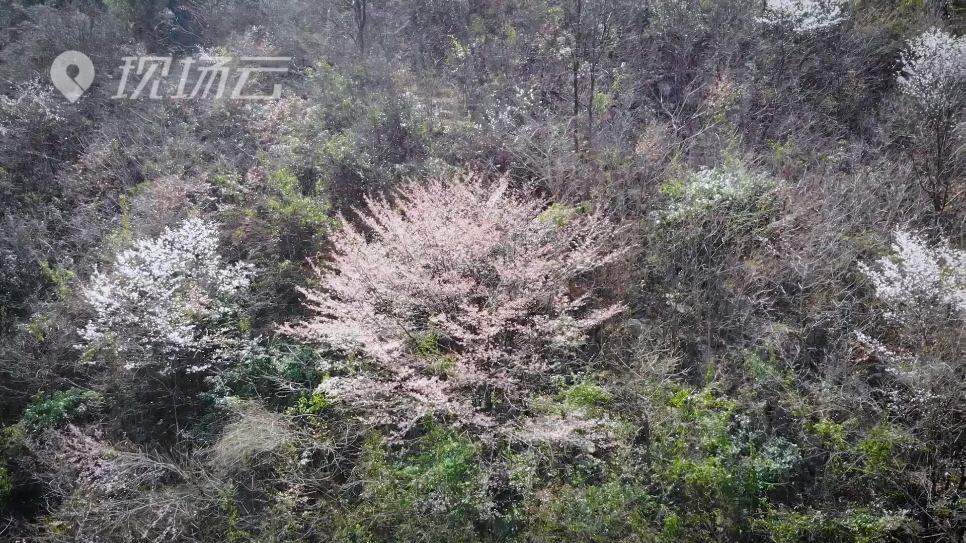 繁花与共！正是山花烂漫时