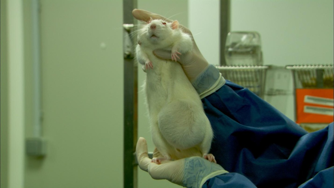 肥胖和代谢病的预防从备孕怀孕就开始啦!__凤凰网