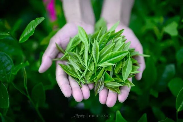 这个旅游文化节超有看头！送上虔心小镇金牌茶旅路线攻略