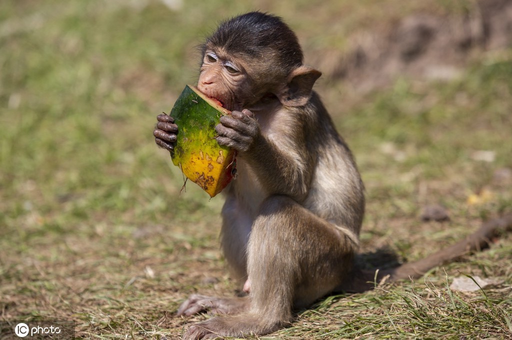 当地时间2021年11月28日,泰国华富里府,第33届“猴子自助餐节”举行。该府在餐桌上摆满各种新鲜果蔬和甜品,让猴子们大快朵颐。 “猴子自助餐节”是华富里府的一个重要节日,1989年首次举办,吸引了大量国内外游客和媒体的关注,成为促进当地旅游业发展的标志性活动。