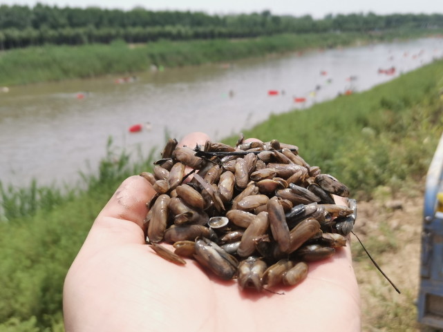 山东沾化:村民疯狂捕捞仙蛏苗 人潮拥挤污泥翻滚