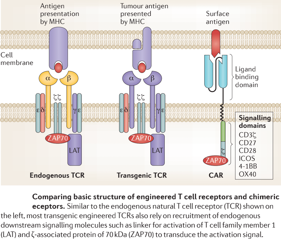 Tcr T