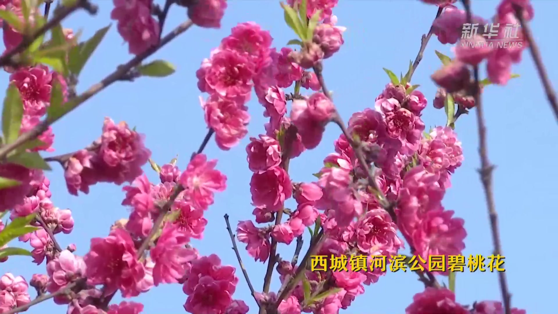 《春暖花开》 壁纸（3）_植物_太平洋科技